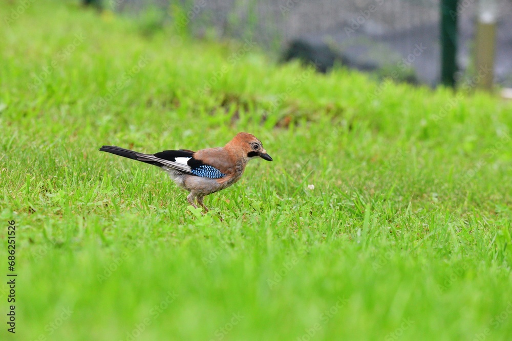 The Eurasian jay walking and eating in the grass close up portrait