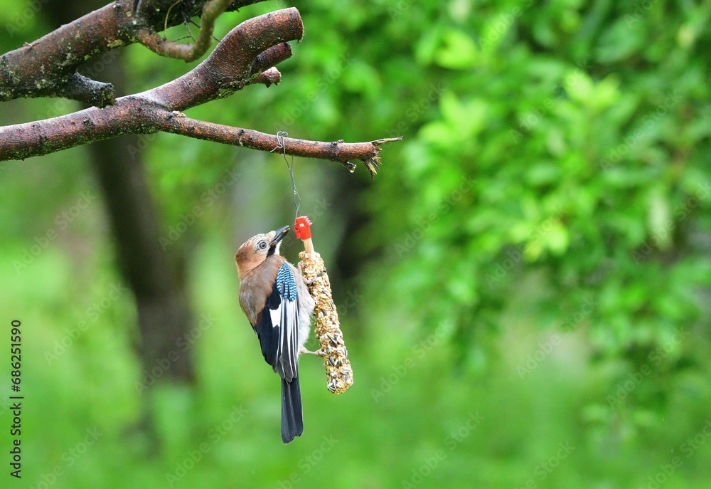 The Eurasian jay sitting on tallow ball eating sunflower seeds during rain