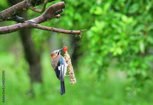 Obraz na płótnie The Eurasian jay sitting on tallow ball eating sunflower seeds during rain w salonie