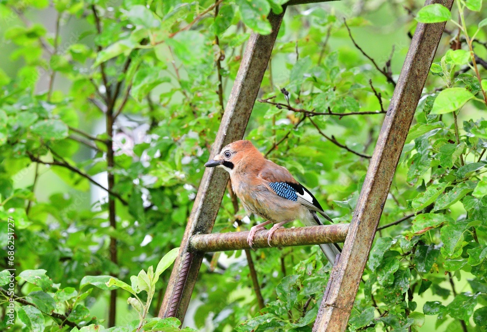 The Eurasian jay watching in the tree top between the leaves while rain.