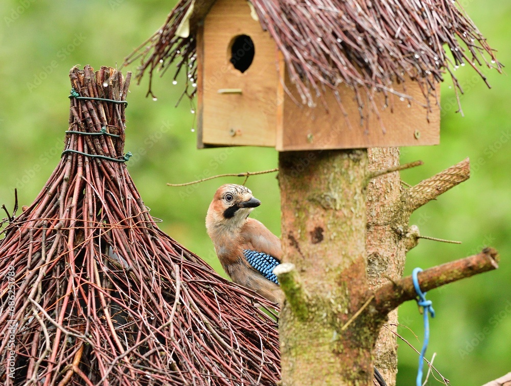 The Eurasian jay eats sunflowers seeds on the fodder rack while raining