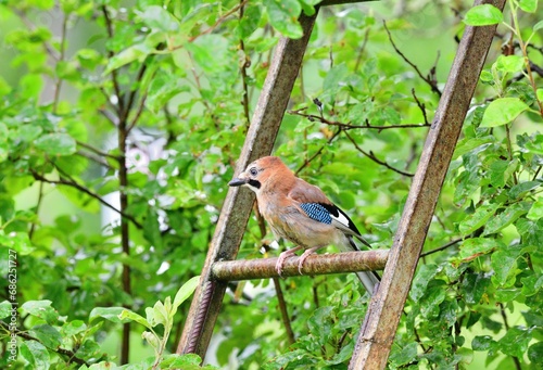 Obraz na płótnie The Eurasian jay watching in the tree top between the leaves while rain. w salonie