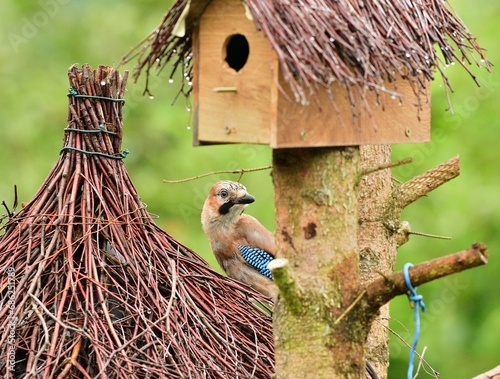 Obraz na płótnie The Eurasian jay eats sunflowers seeds on the fodder rack while raining w salonie