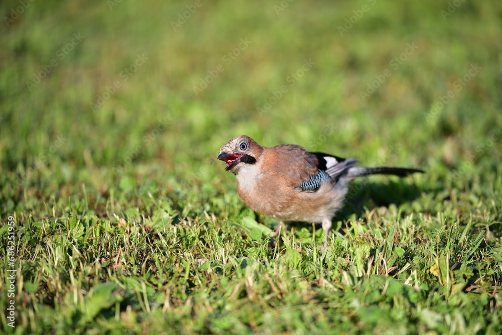 The Eurasian jay walking and eating in the grass close up portrait