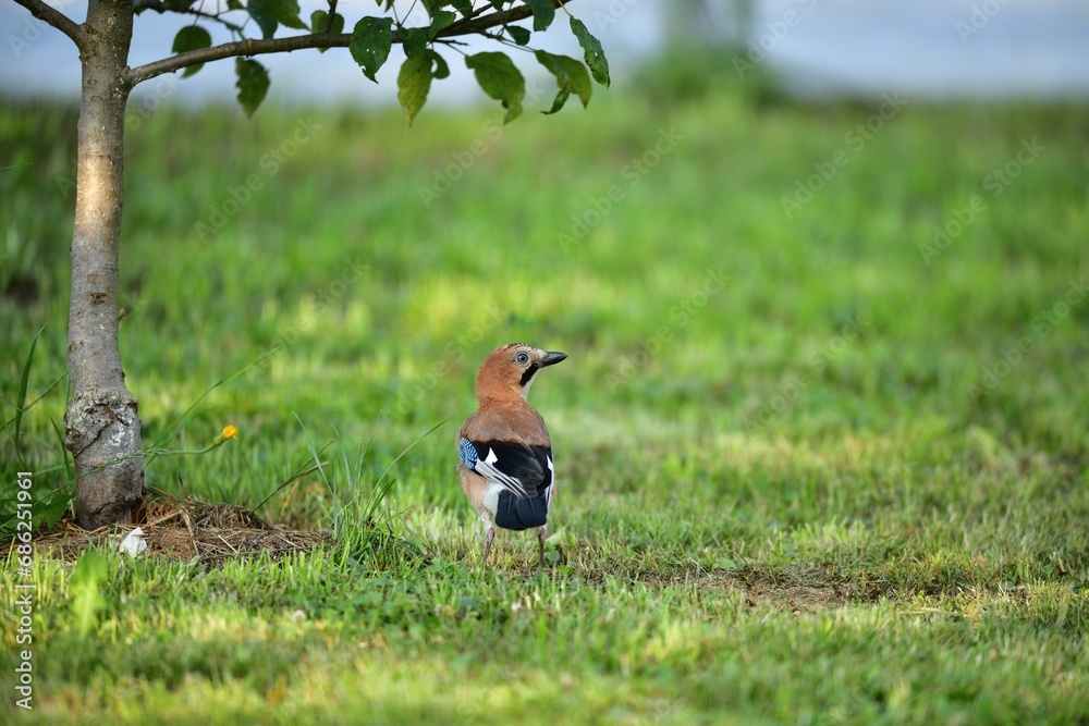 The Eurasian jay walking and eating in the grass close up portrait