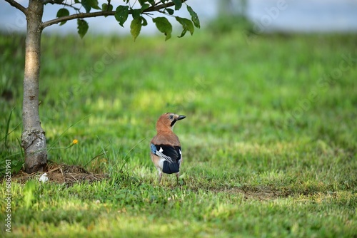 The Eurasian jay walking and eating in the grass close up portrait photo