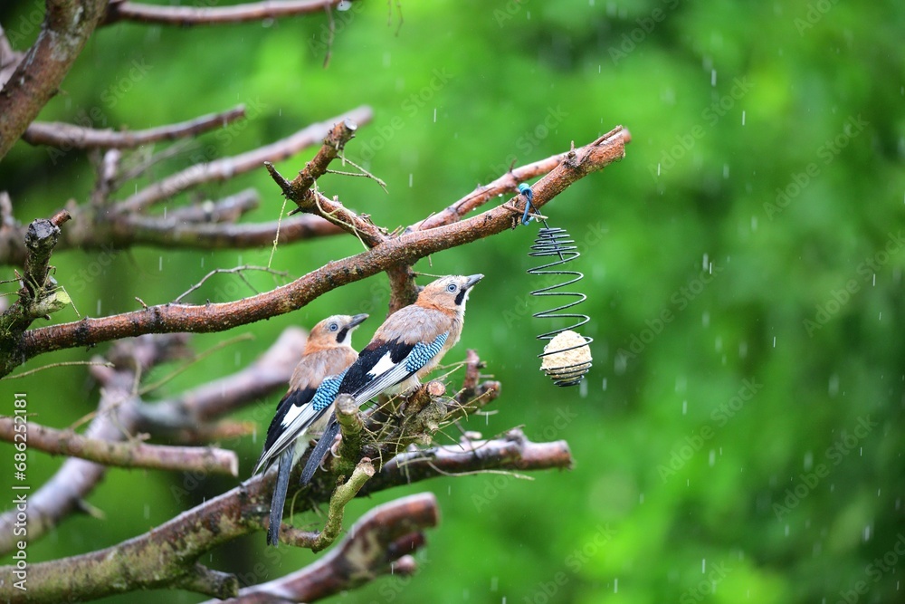 The Eurasian jay sitting on tallow ball eating sunflower seeds during rain