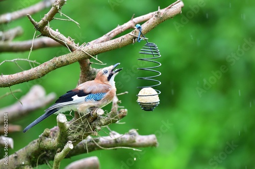 The Eurasian jay sitting on tallow ball eating sunflower seeds during rain