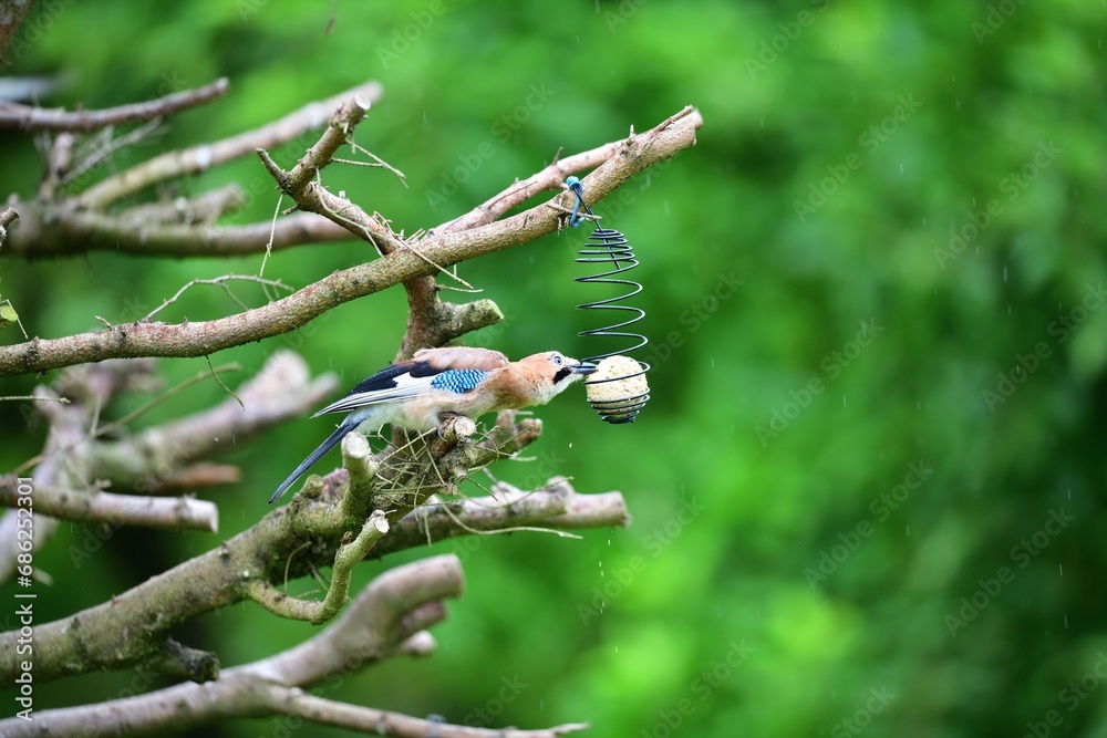 The Eurasian jay sitting on tallow ball eating sunflower seeds during rain