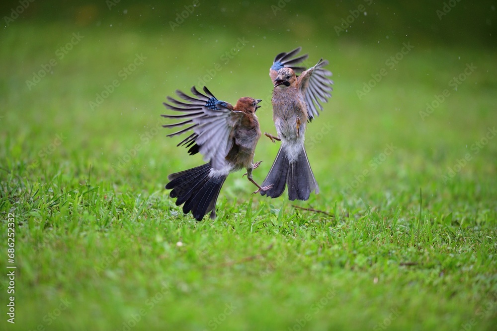 A flock of jays fights among themselves for food in the grass during rain