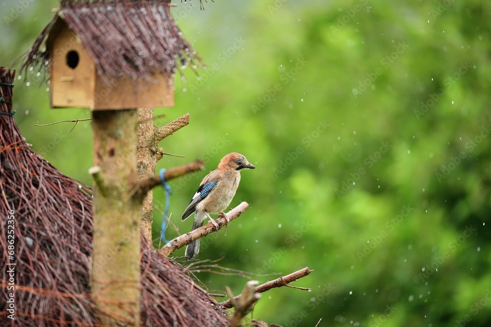 The Eurasian jay eats sunflowers seeds on the fodder rack while raining