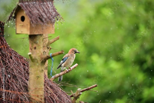 Obraz na płótnie The Eurasian jay eats sunflowers seeds on the fodder rack while raining w salonie