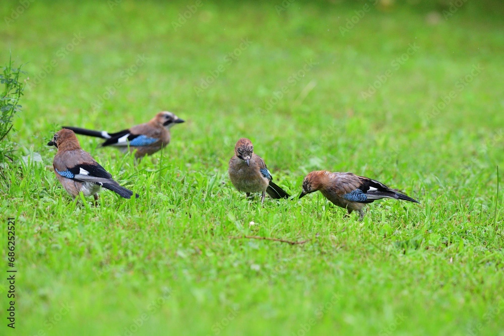 A flock of jays fights among themselves for food in the grass during rain