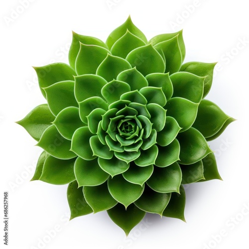 Crisp Green Succulent Plant with Intricate Patterns and Textures