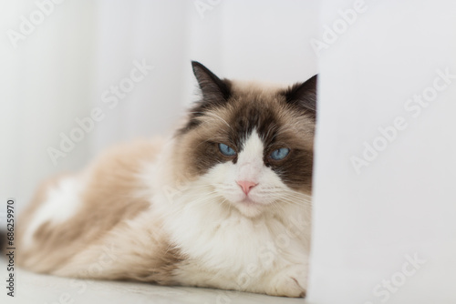 Blue bicolor ragdoll female cat looking interested. High quality photo