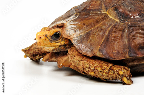 Stutz-Gelenkschildkröte - Weibchen // Home's hinge-back tortoise - female (Kinixys homeana) (Kinixys homeana)