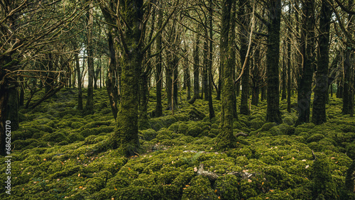 Fototapeta Naklejka Na Ścianę i Meble -  trees in the forest