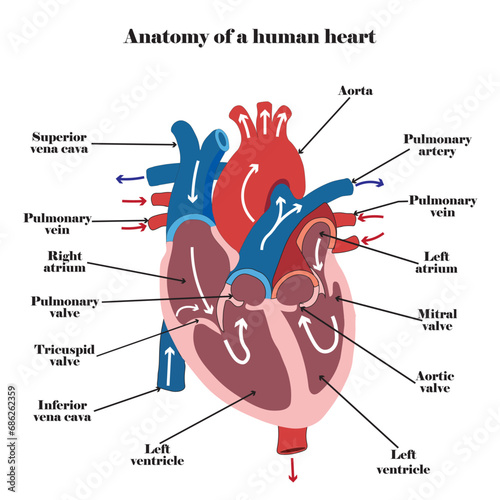 Anatomy of a human heart diagram. Vector illustration.