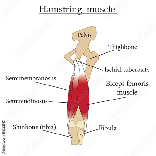 Hamstring muscle diagram. Educational content for biology and medicine students. Vector illustration. photo