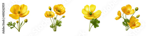 Buttercup clipart collection, vector, icons isolated on transparent background