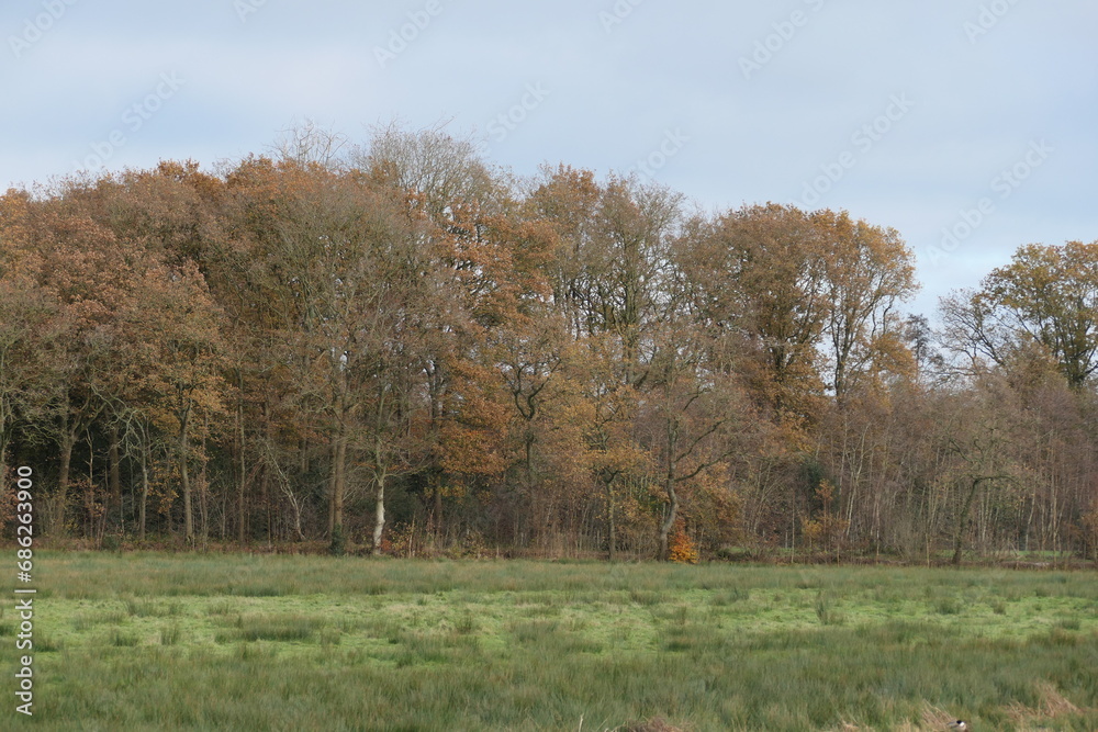 At the edge of the forest in autumn, the treetops meet the vast expanse of a blue and grey sky adorned with drifting clouds.