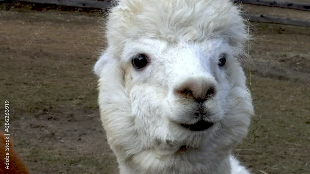 Up Close with Alpacas: Serene Views from a Breeding Farm Up Close with Alpacas: Serene Views from a Breeding Farm