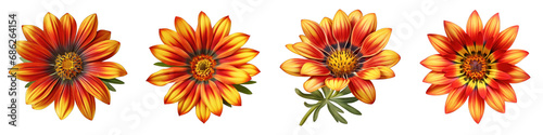 Gazania clipart collection, vector, icons isolated on transparent background