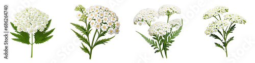 Yarrow clipart collection, vector, icons isolated on transparent background photo