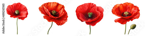 Poppy clipart collection, vector, icons isolated on transparent background photo