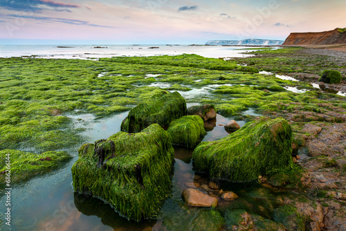 Fotografie Seaweed covered rocks at Compton Bay on the Isle of Wight, with Tennyson Down in the distance
