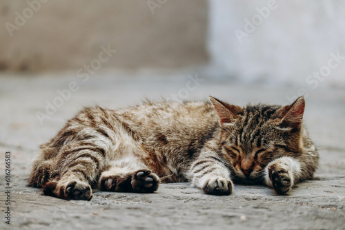 Fototapeta Naklejka Na Ścianę i Meble -  Street cat sleeps on the street of the city of Ventimiglia in Italy