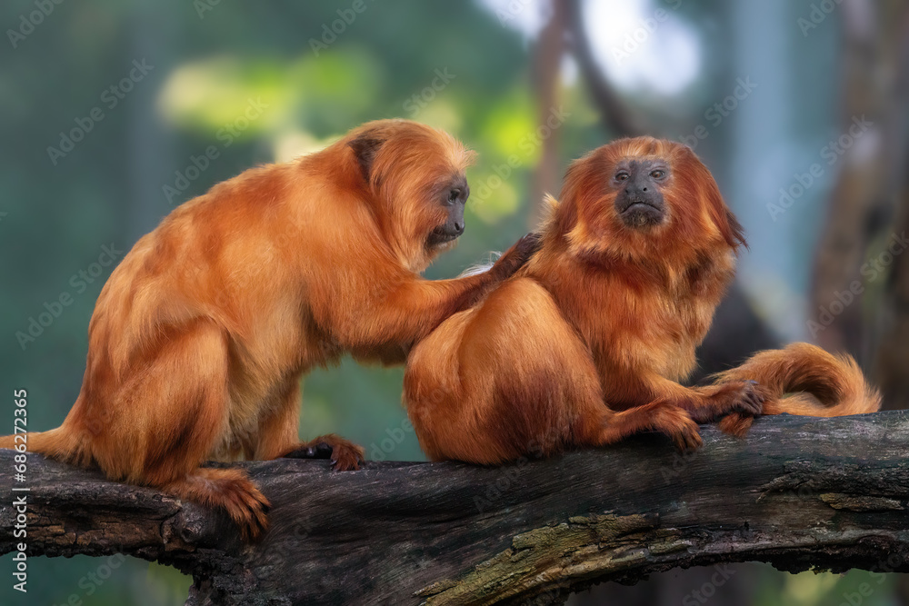 Golden Lion Tamarins Grooming (Leontopithecus rosalia) Golden Lion Tamarins Grooming (Leontopithecus rosalia)