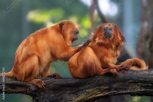 Foto Golden Lion Tamarins Grooming (Leontopithecus rosalia)