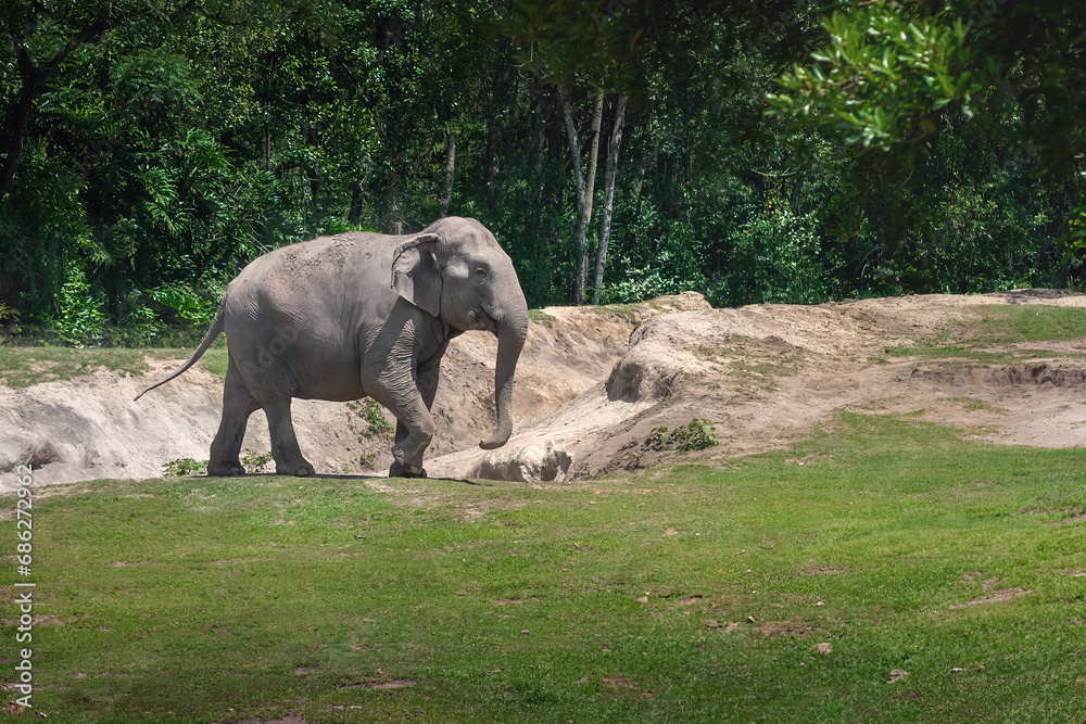 Fototapeta premium Female Asian Elephant (Elephas maximus)