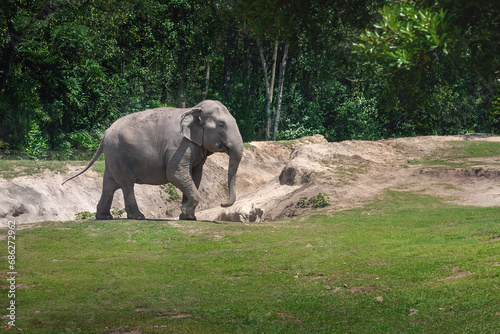 Female Asian Elephant  Elephas maximus 
