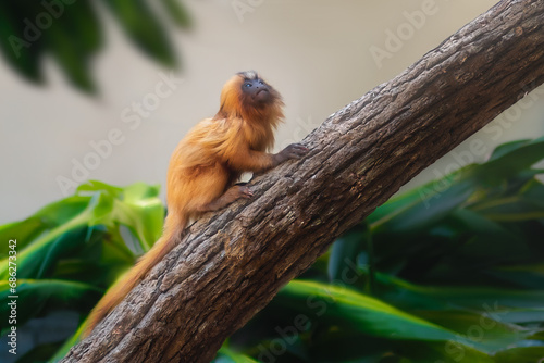 Baby Golden Lion Tamarin (Leontopithecus rosalia)