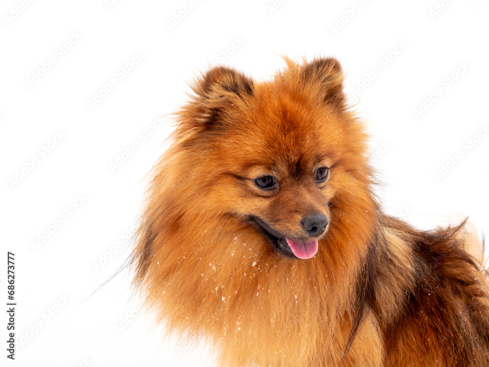 Spitz during a walk in the white snow. Portrait of a red dog. Spitz during a walk in the white snow. Portrait of a red dog.