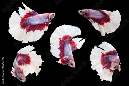 Haft moon tail Betta action combine, Siamese fighting fish, red and white coloured pla-kad ( biting fish) Thai; betta isolated on black background with clipping path