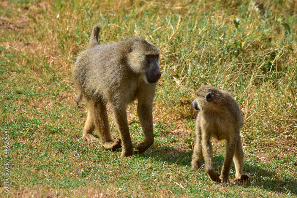 Obraz premium Baboon monkeys in the savannah in Kenya National Park.