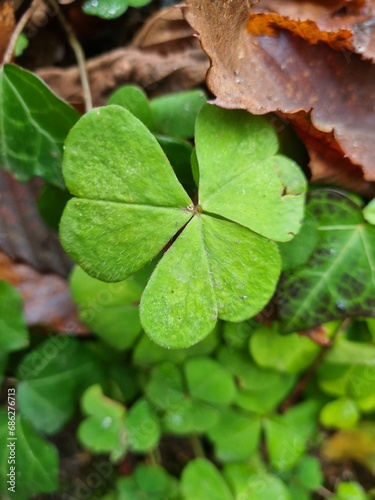 Green leaves in the shape of a heart, in the autumn forest, drops of dew on the leaves.Oxalis corniculata, the creeping woodsorrel, procumbent yellow sorrel or sleeping beauty. photo