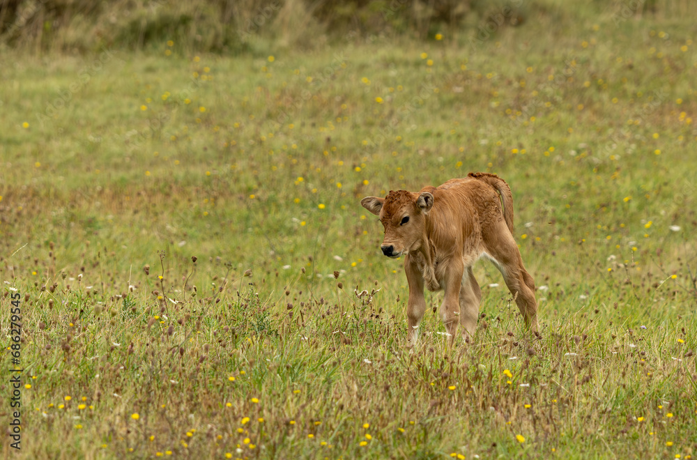 Portrait d'un jeune veau dans son près Portrait d'un jeune veau dans son près