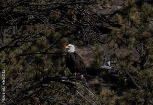 Canada Jay Harrassing Bald Eagle