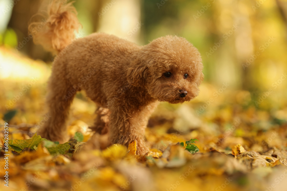 Cute Maltipoo dog in beautiful autumn park