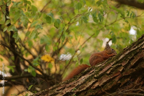 Cute red squirrel on tree in autumn park, space for text