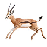 impala antelope isolated on white transparent background PNG isolated