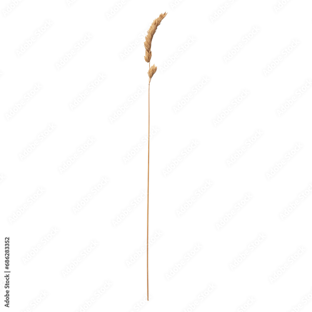 Poa trivialis (rough bluegrass, rough-stalked meadow-grass or rough meadow-grass ), is ornamental plant. It is part of grass family. Poa trivialis (rough bluegrass, rough-stalked meadow-grass or rough meadow-grass ), is ornamental plant. It is part of grass family.