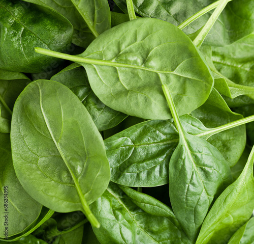 background of fresh spinach leaves, top view