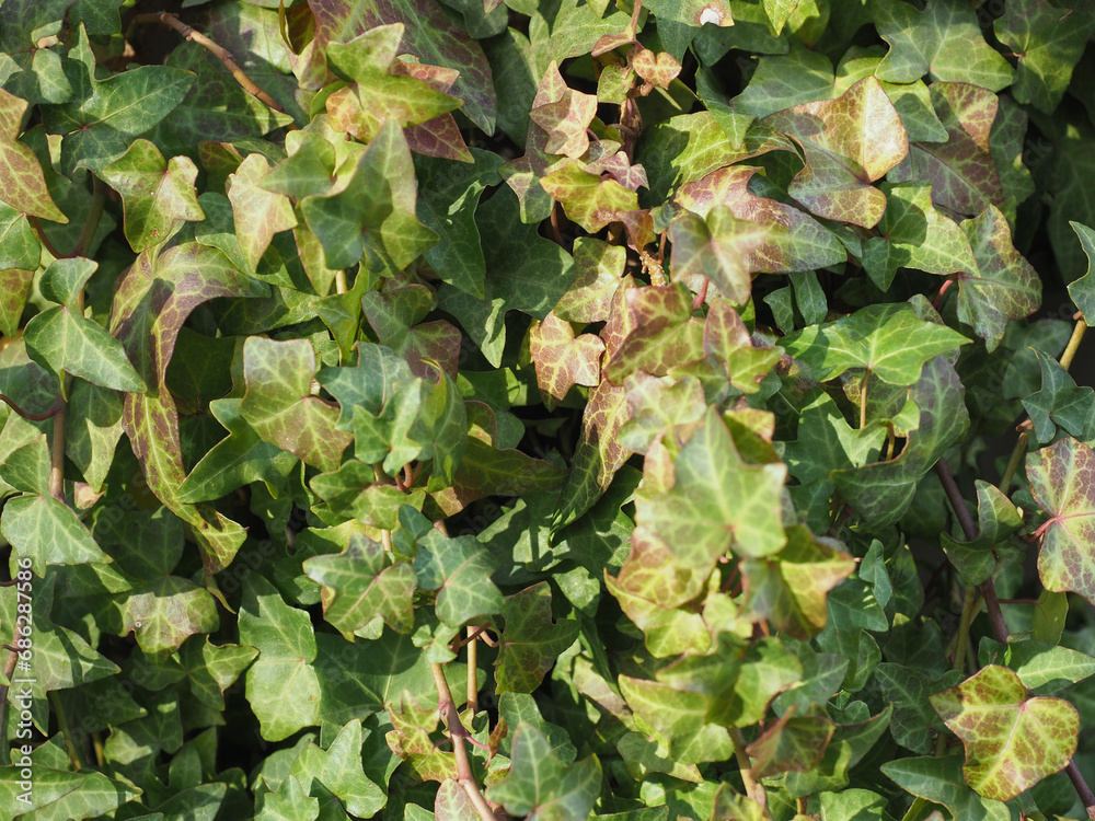 ivy plant background