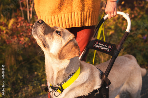 Canvas Print A guide dog beige labrador looks attentively at its blind owner while listening