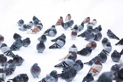 Pigeons on the fence in the snow